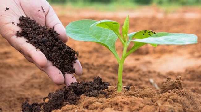 Phân bón hữu cơ cho lan nhất điểm hồng
